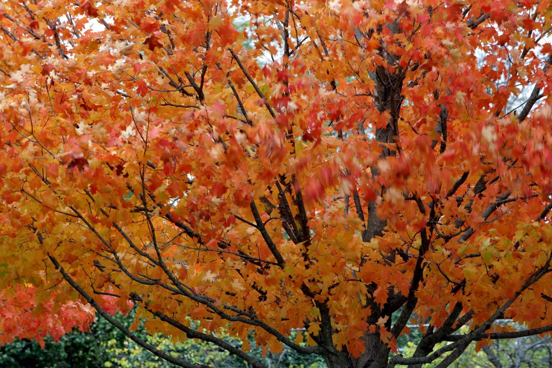 Autumn leaves in Kirkwood